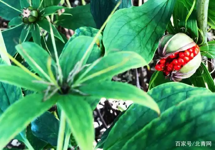 枸杞调节免疫力_枸杞调节亚健康_枸杞调理亚健康